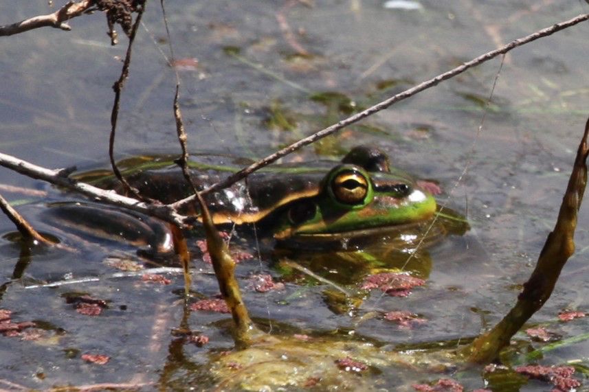 Frog submerged in pond