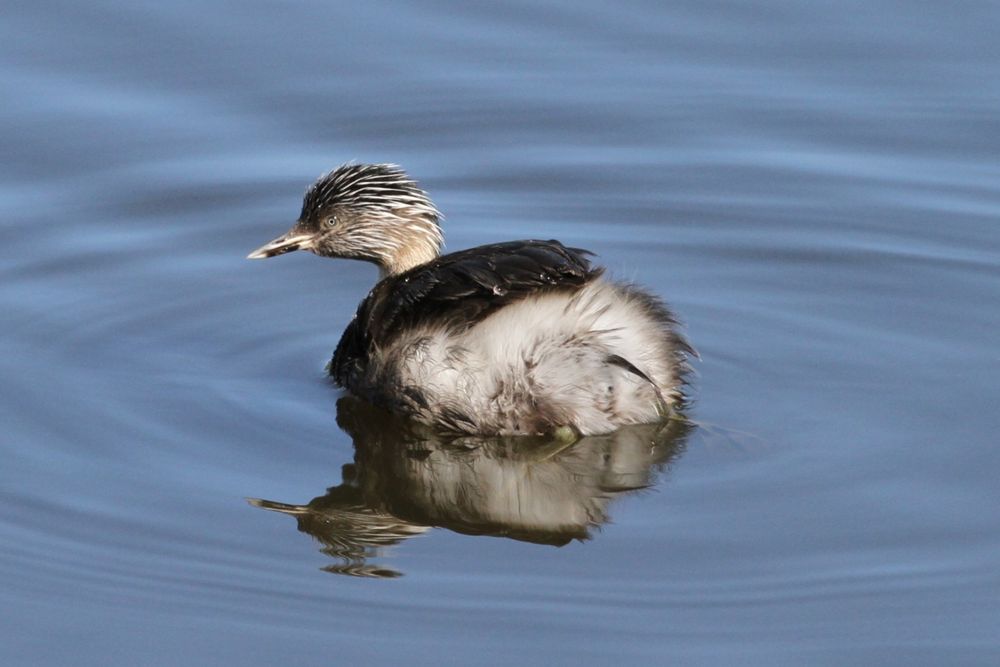 Grebe in pond with gentle ripples