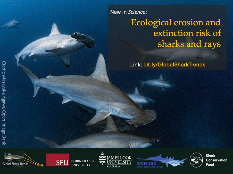 Scalloped hammerhead sharks (Sphyrna lewini) IUCN Critically Endangered © Masayuki Agawa_Ocean Image Bank