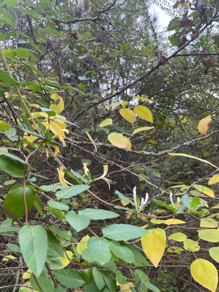 A honeysuckle vine in bloom in front of a tree with yellow leaves