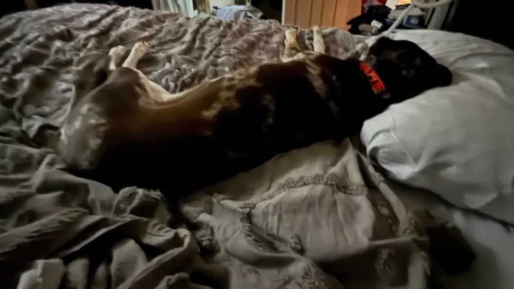 Matilda sleeping on the missus' side of  the bed, head on her pillow. 
