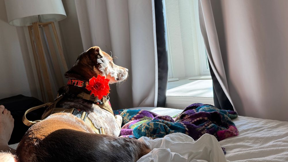 Matilda chilling out on the bed next to me looking out the window & relaxing 