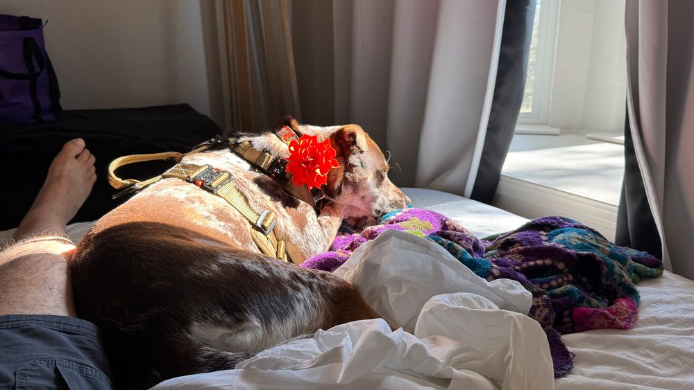 Matilda on the bed laying in sunshine closing her eyes but saying she is awake 