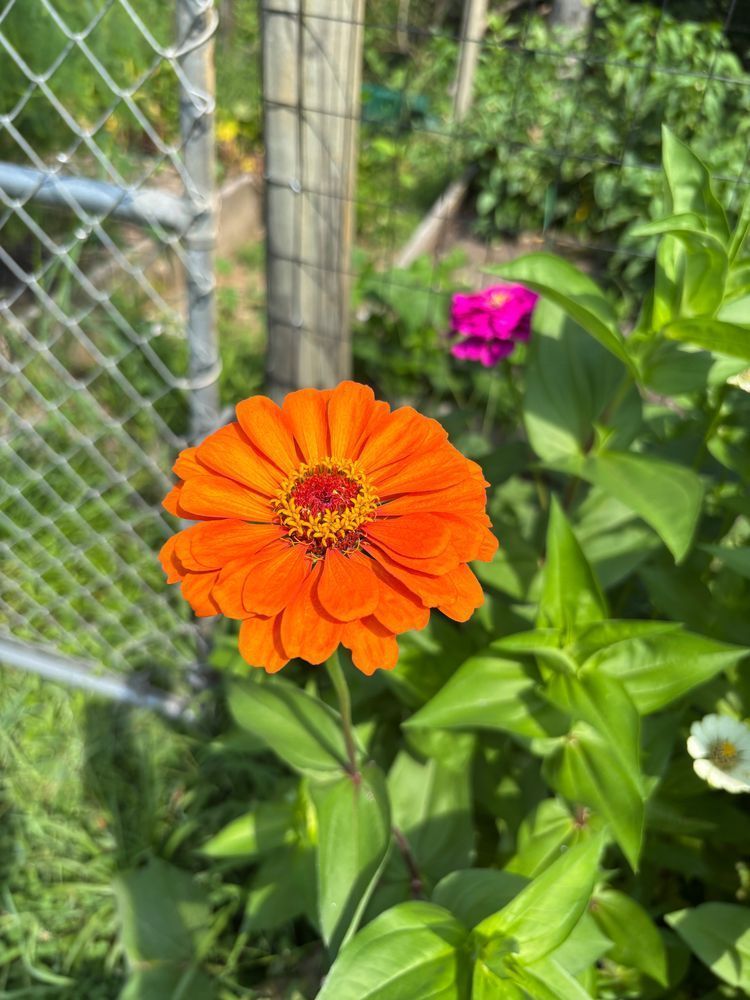 Beautiful orange zinnia