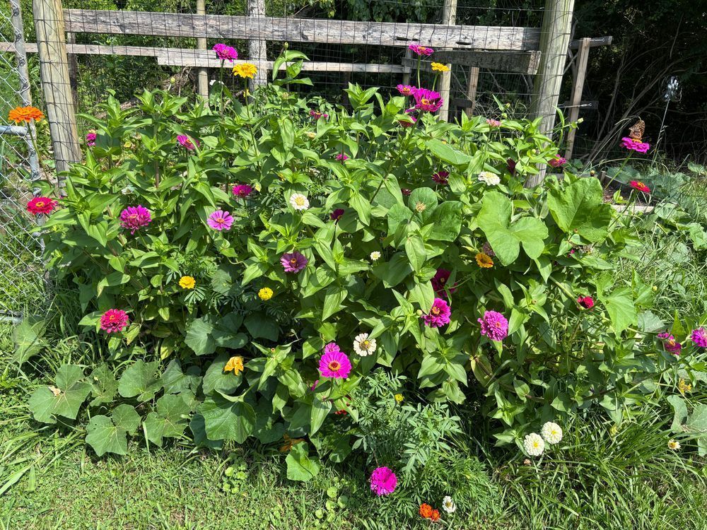 The small patch of zinnias
