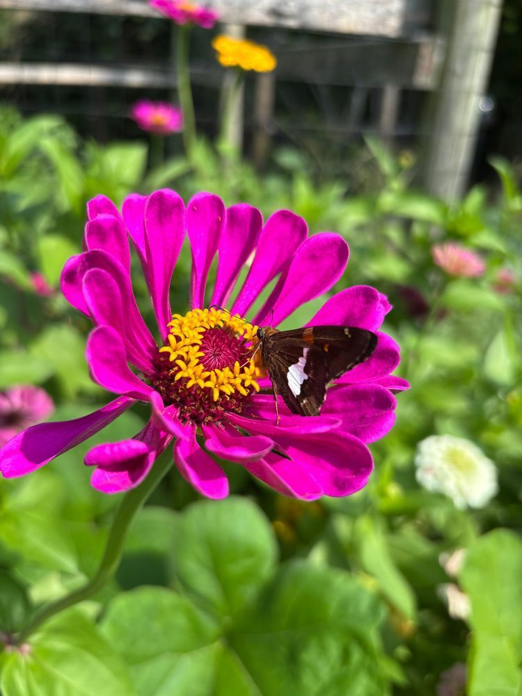 Purple zinnia with butterfly