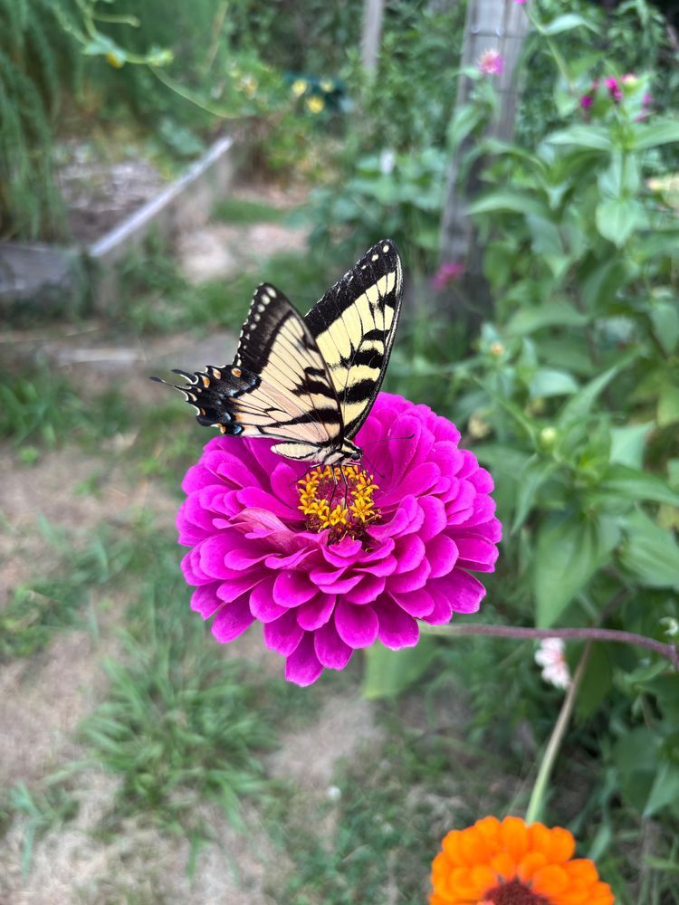 Butterfly on pink zinnia