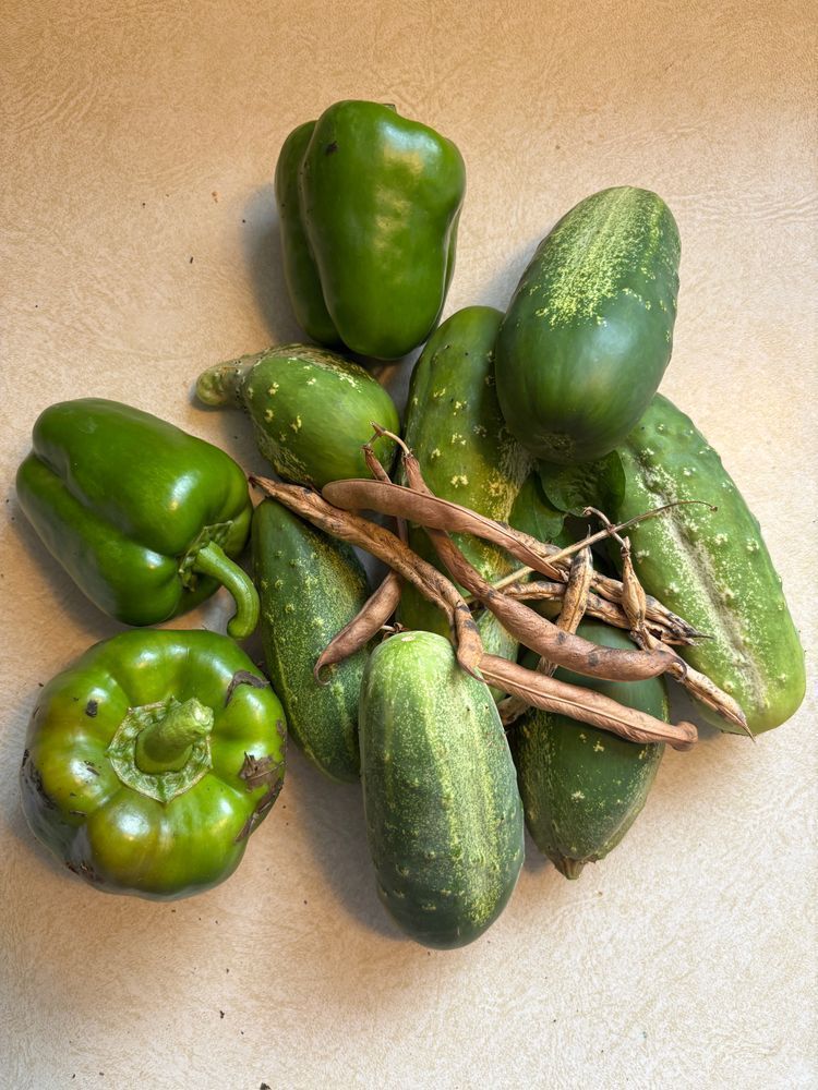 Cucumbers, green peppers, and a few black beans. 