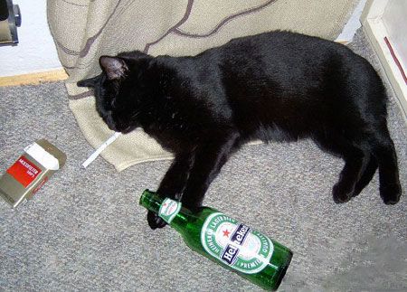 Black cat sleeping posed to be holding a heineken and smoking a cigarette 