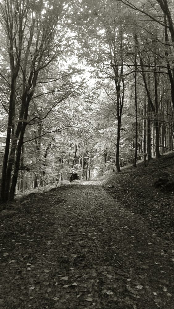 SW Foto 
Waldweg bedeckt mit Blätter 
Der Weg führt durch einen Wald 
Rechts und links Bäume 