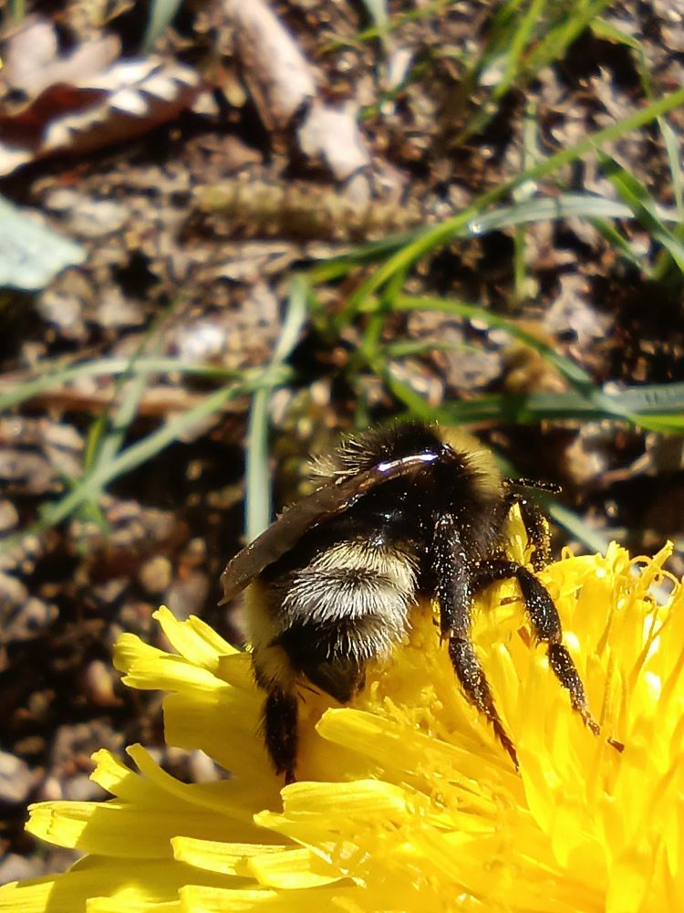 Nahaufnahme Hummel zu sehen von hinten 
Gelbe Löwenzahn Blüte 
