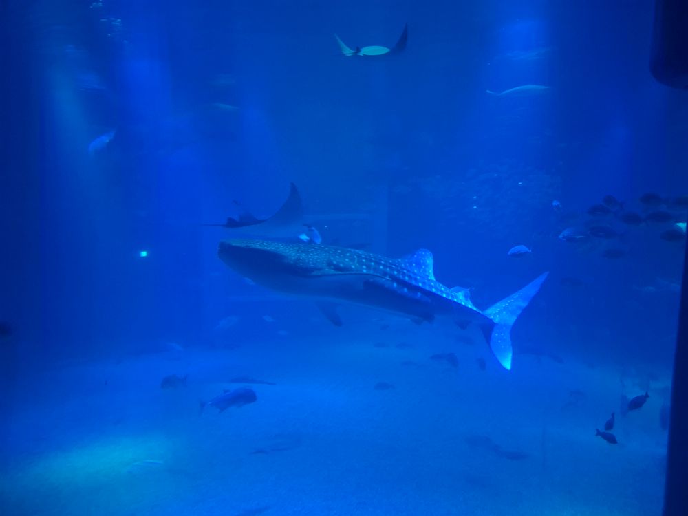 Another photo of the whale shark, further away this time, and some other fish like stingrays are visible near it
