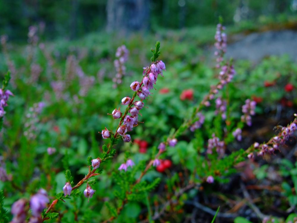 Photo of purple plant