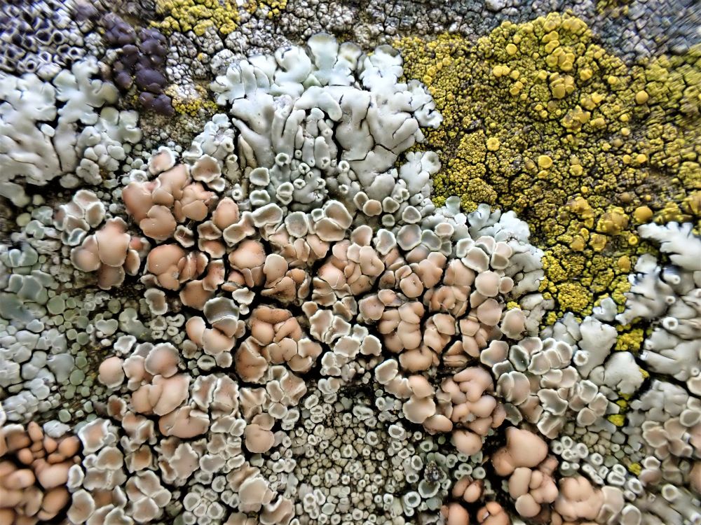The lichen Protoparmeliopsis muralis, a grey lichen with brown fruiting bodies or apothecia, surrounded by a yellow crustose lichen