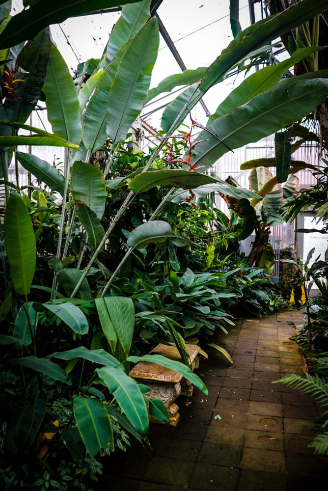 A long, narrow pathway winds through a dense, lush garden enclosed by a glass structure. The pathway is made of reddish-brown rectangular bricks and appears slightly damp. Large, vibrant green leaves from numerous plants, predominantly banana leaves, overhang and partially obstruct the view, creating a tunnel-like effect. A small, ornate stone statue is visible on a low ledge to the left of the pathway. The garden appears to be within a greenhouse or conservatory, as the metal framework of the structure is visible at the top of the frame, and light filters through the glass.

Provided by @altbot, generated privately and locally using Gemma3:27b
