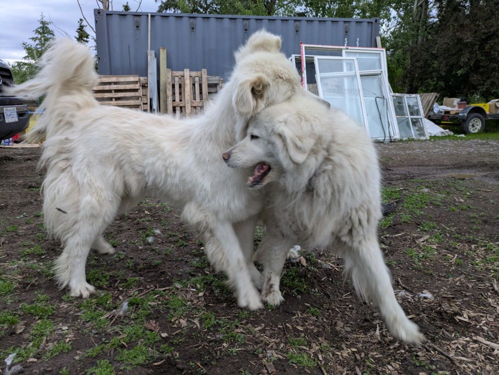Two large white dogs in a very active play pose with each other