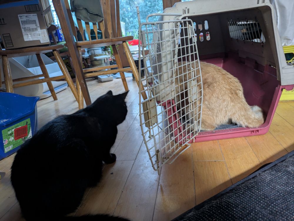 An orange cat in a cat carrier, the door open, while a black cat waits outside the carrier for his chance to get in