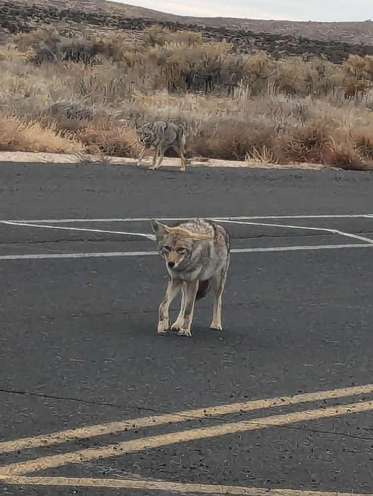 A coyote with flopped ears stands in the middle of a paved road, vaguely looking in the direction of the camera. It's companion is walking along the side of the road behind it, it's brown, tan, and grey fur blending well with the scrubland behind it.