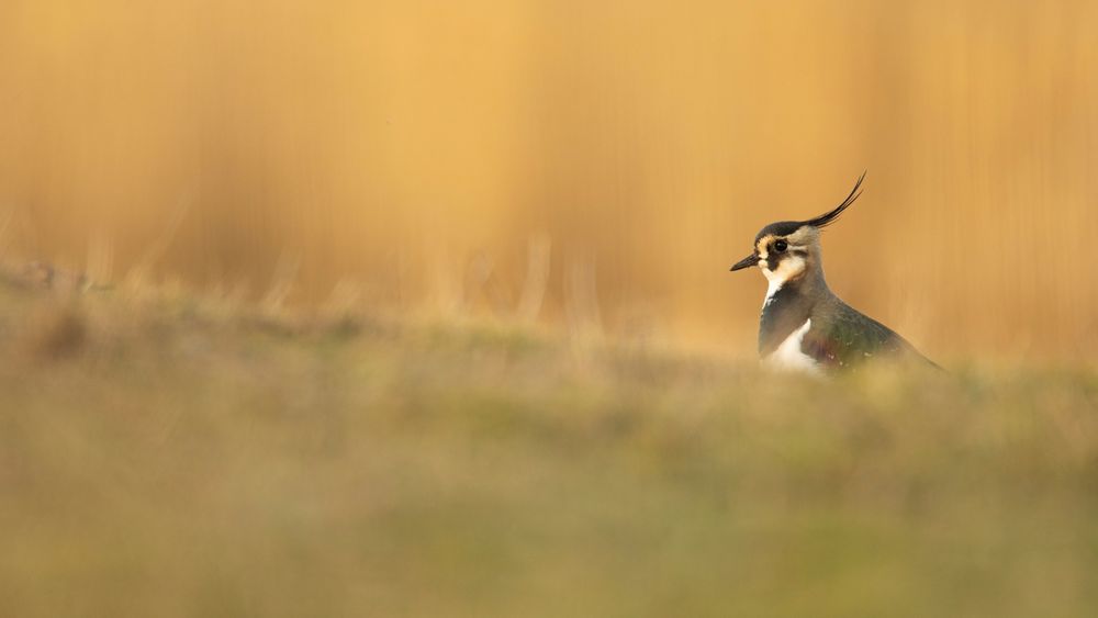 A photograph of a Lapwing