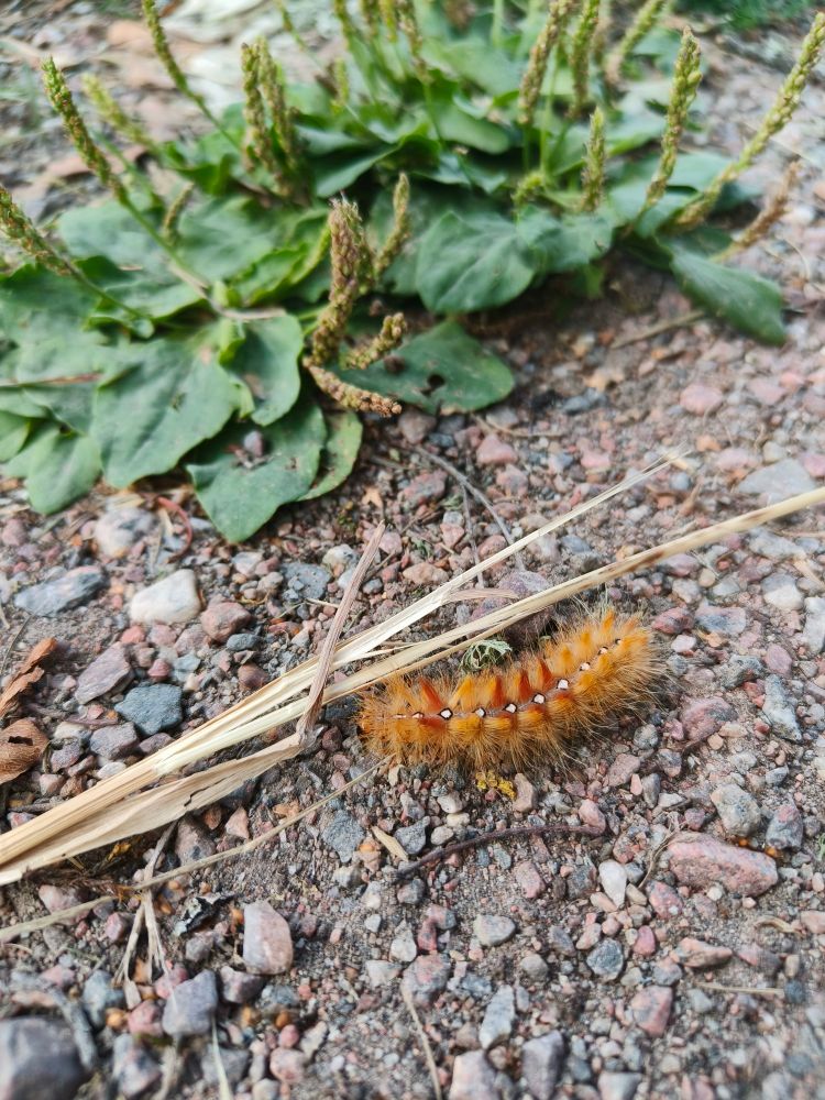 lönnaftonflylarv