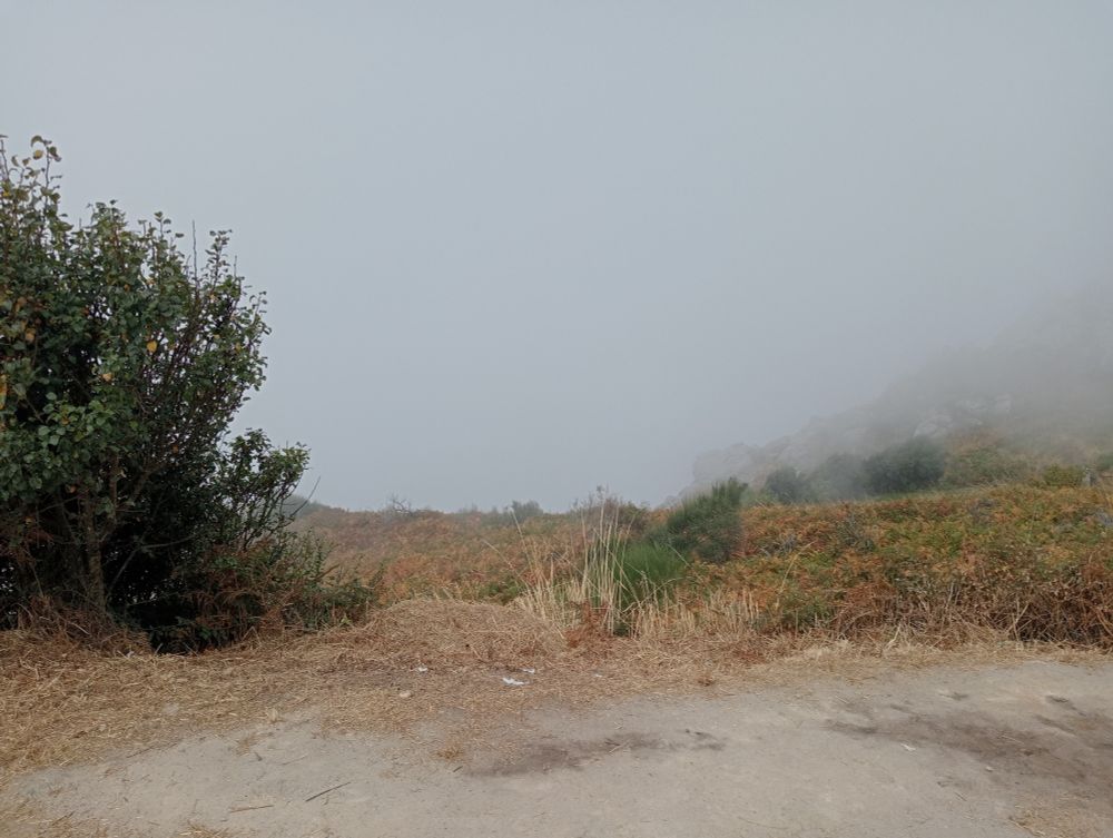 Vegetación en primer plano, niebla en segundo plano donde debería verse el paisaje 
