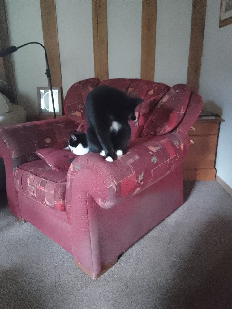 One black and white cat asleep in an armchair. Another black and white cat on the chair arm cleaning herself. Neither bothering to catch the mouse one of them brought in days ago!