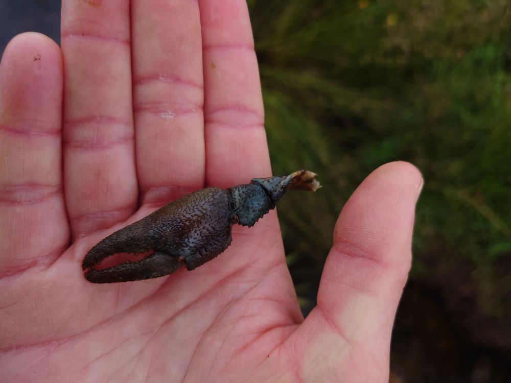 I am holding one of the crustacean claws in my hand. It is about three-fingers width long, dark blue and has a rough surface.
