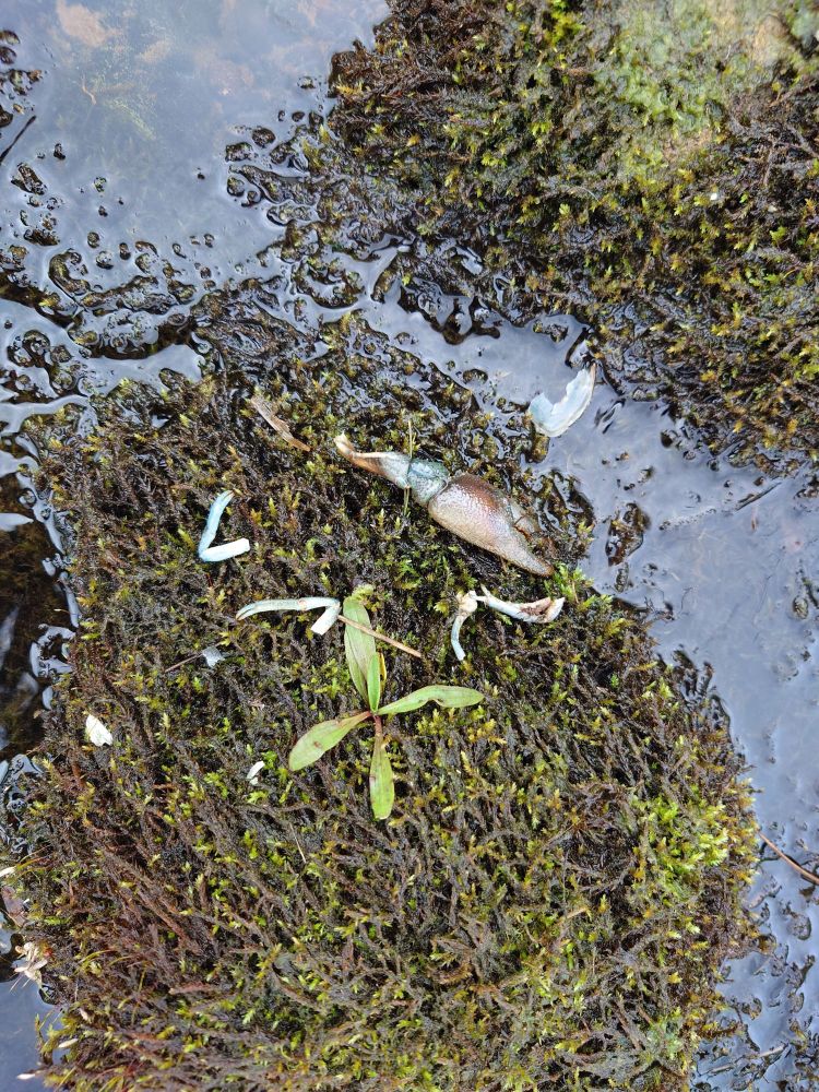 ON a mossy stone in the middle of a stream, several legs and a claw of a crustacean. They are blue-white coloured.