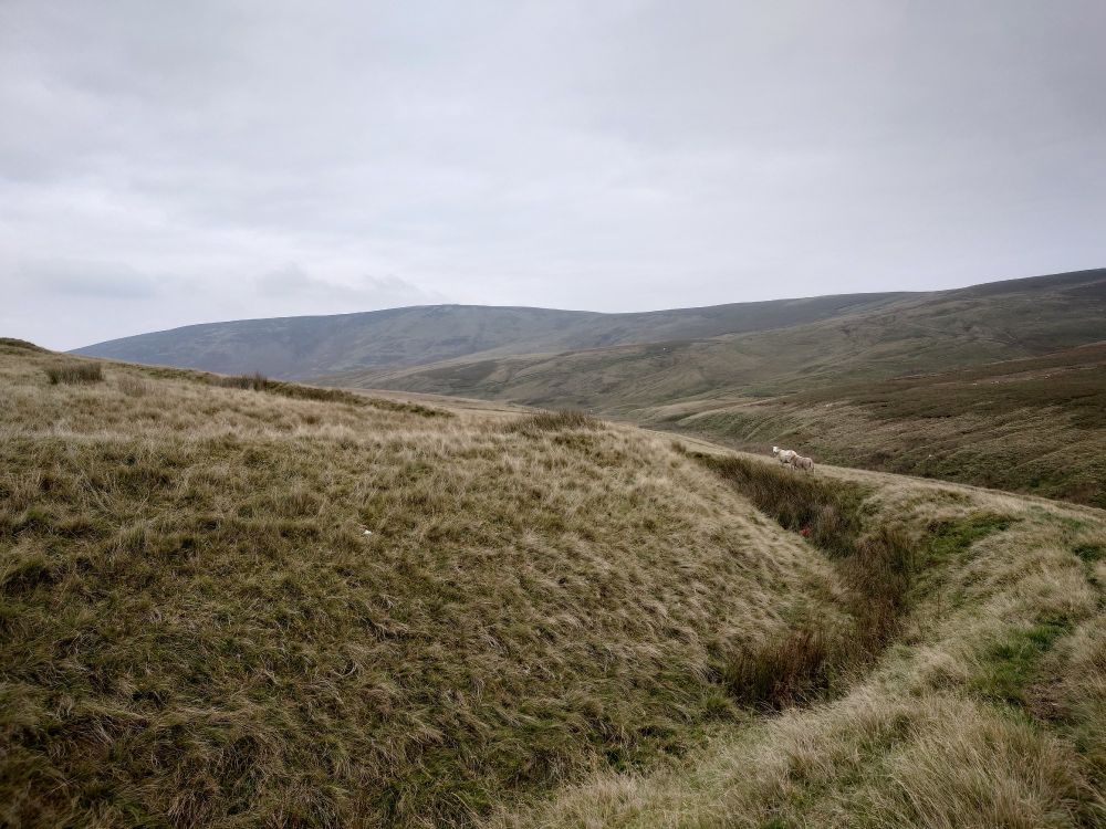 Chew Green Roman Fort, a ditch in the grass curves ahead sharply. On the opposite side two white-faced Cheviot sheep stand. Behind them, a yellowy grassy hillside.