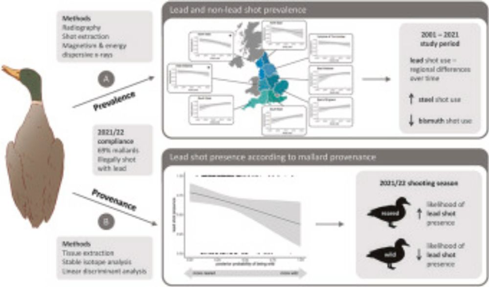 Spatial and temporal variation in the prevalence of illegal lead shot in reared and wild mallards harvested in England