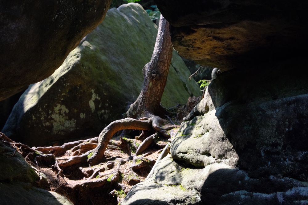 A tree growing in a rock, illuminated by harsh summer sunlight. It’s surrounded by rocky walls 