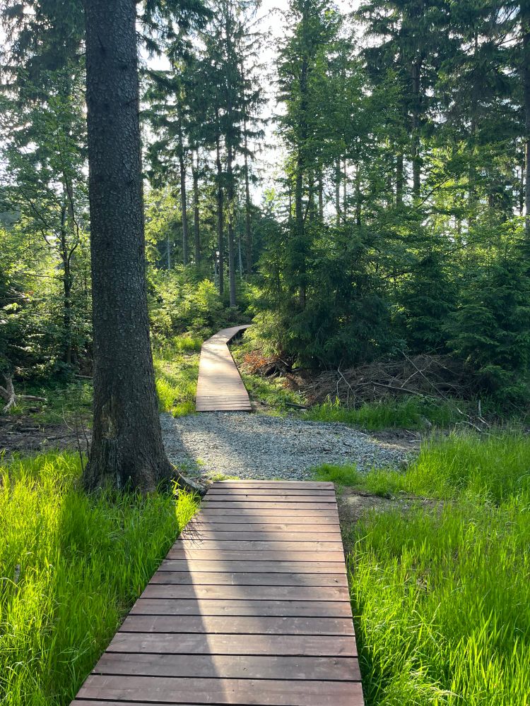 A path in the forest, illuminated by evening light. Moderately high grass grows between the trees. The path is modern and made out of wooden planks