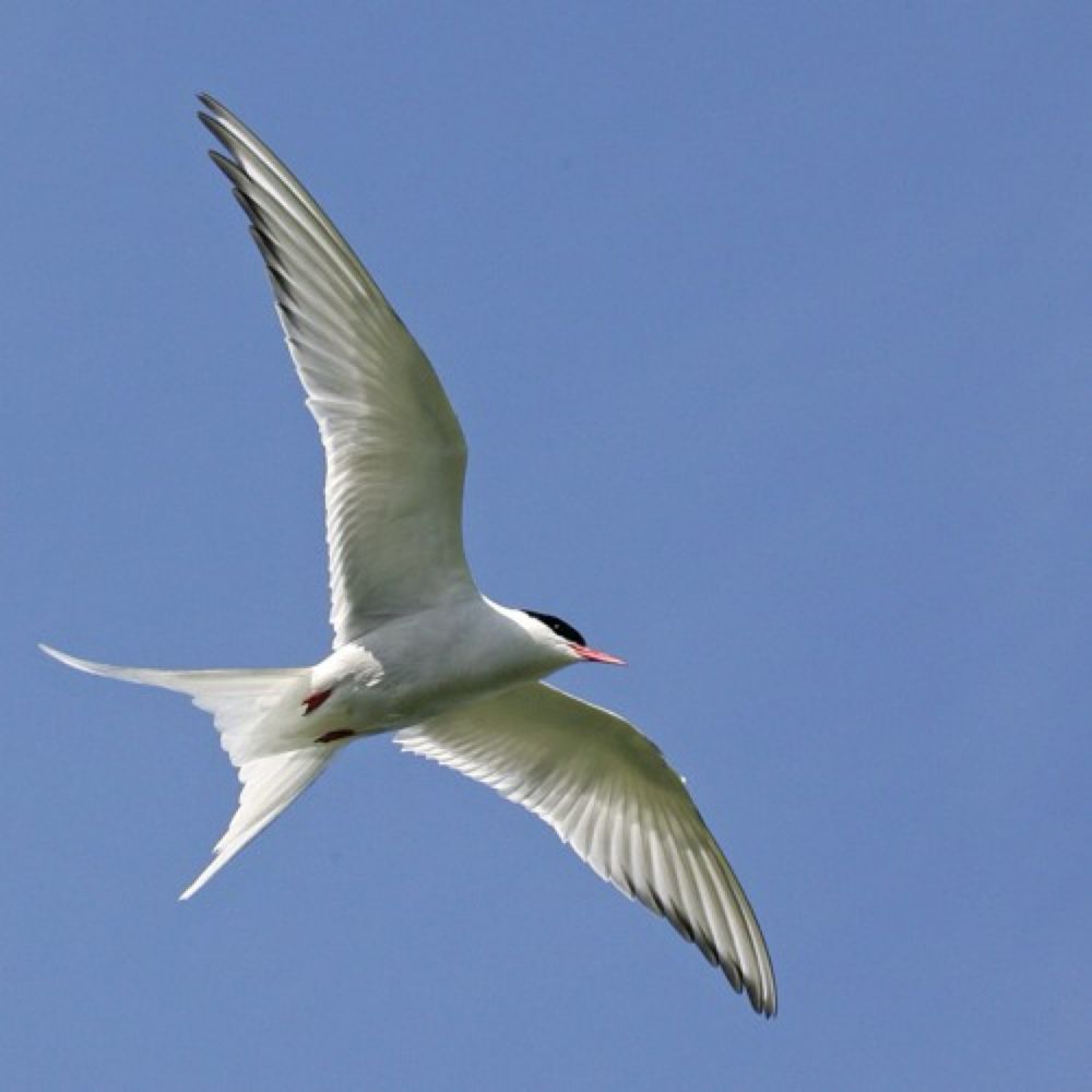 The Tern