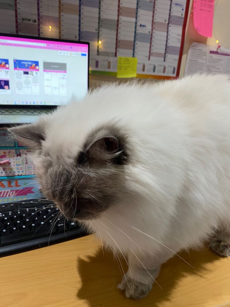 A big fluffy white and grey cat looking inquisitively next to a computer keyboard 