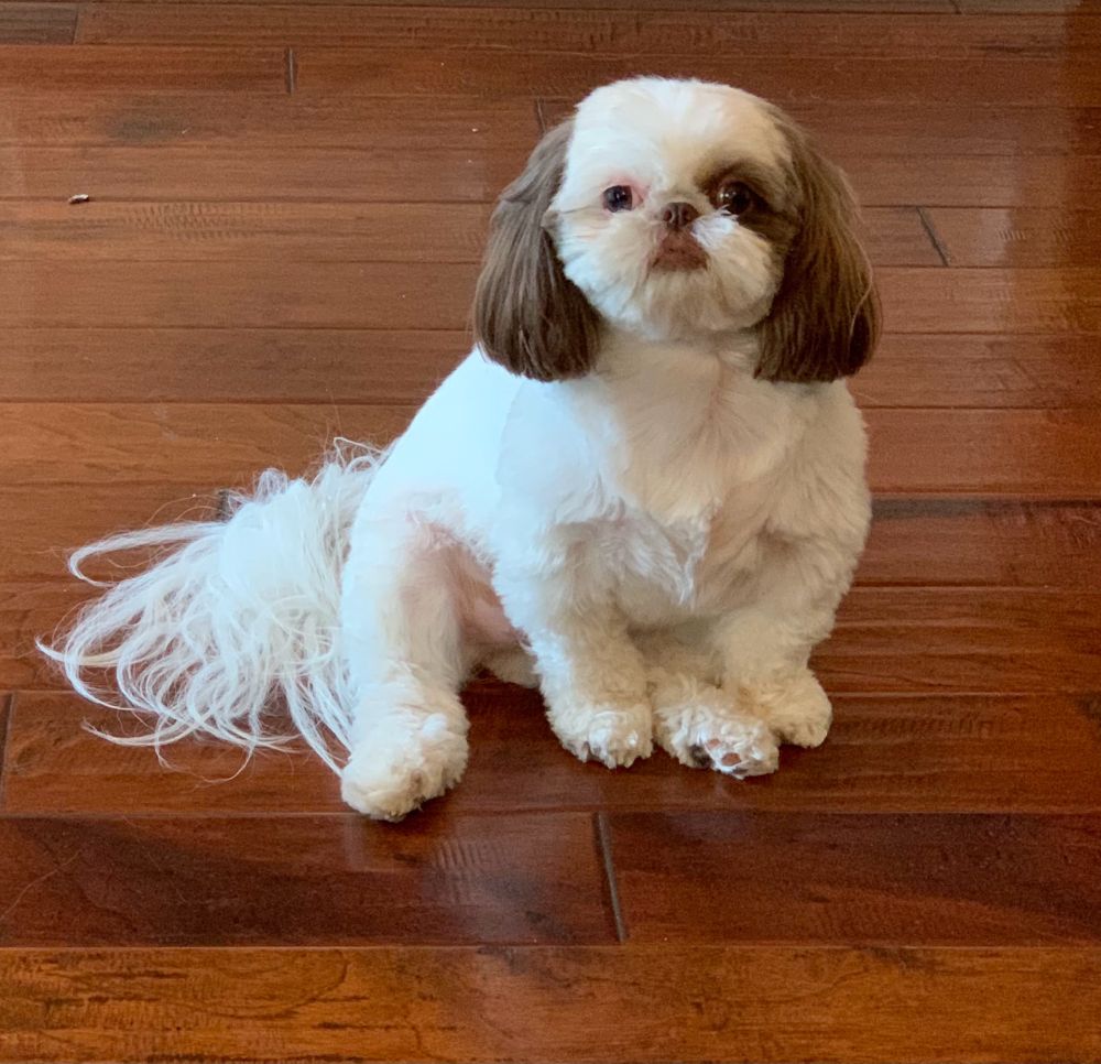 Meet Luna! She is 3 years old here in 2021. Shih Tzus are great!