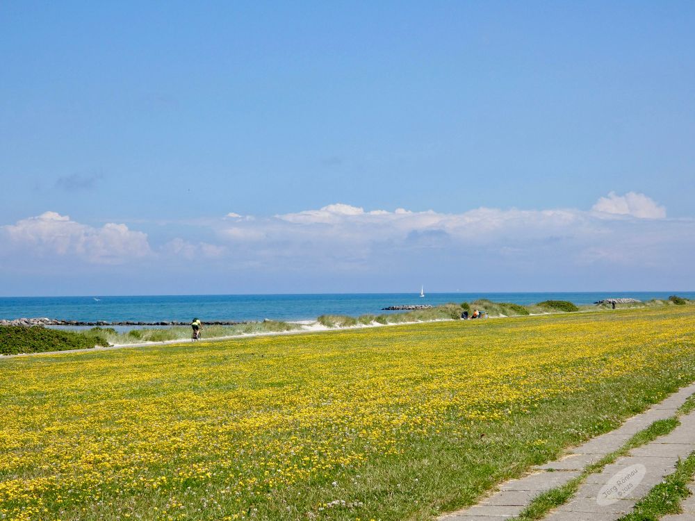 Das Bild zeigt eine weitläufige, mit gelben Blüten übersäte Wiese, die sich bis an einen Sandstrand erstreckt. Im Hintergrund ist das blaue Meer mit einem kleinen Segelboot zu sehen. Am Horizont befindet sich eine leicht bewölkte, aber sonnige Himmel. Ein paar Personen sind im Bild zu sehen, die am Strand sitzen und die Aussicht genießen. Das Gesamtbild wirkt friedlich und idyllisch.
