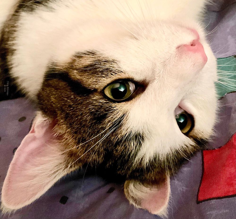 Das Bild zeigt das Gesicht einer Katze aus einer ungewöhnlichen Perspektive – sie liegt auf dem Rücken. Die Katze hat ein weißes Fell mit einigen grauen und braunen Markierungen. Ihre Augen sind grün. Der Hintergrund ist eine lila Oberfläche.