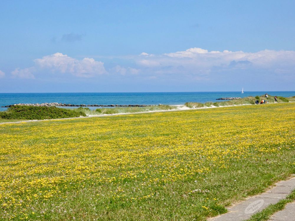 Das Bild zeigt eine weitläufige, mit gelben Blüten übersäte Wiese, die sich bis an einen Sandstrand erstreckt. Im Hintergrund ist das blaue Meer mit einem kleinen Segelboot zu sehen. Am Horizont befindet sich eine leicht bewölkte, aber sonnige Himmel. Ein paar Personen sind im Bild zu sehen, die am Strand sitzen und die Aussicht genießen. Das Gesamtbild wirkt friedlich und idyllisch.