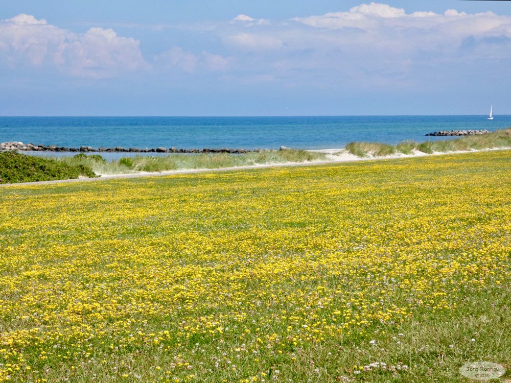 Das Bild zeigt eine weitläufige, mit gelben Blüten übersäte Wiese, die sich bis an einen Sandstrand erstreckt. Im Hintergrund ist das blaue Meer mit einem kleinen Segelboot zu sehen. Am Horizont befindet sich eine leicht bewölkte, aber sonnige Himmel. Ein paar Personen sind im Bild zu sehen, die am Strand sitzen und die Aussicht genießen. Das Gesamtbild wirkt friedlich und idyllisch.