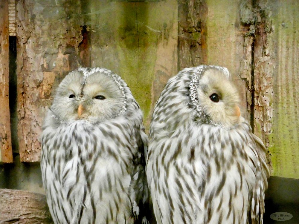 Das Bild zeigt zwei große, graue und weiße Habichtskäuze, die nebeneinander auf einem Ast sitzen. Sie lehnen sich aneinander und scheinen zu ruhen. Der Hintergrund besteht aus Holz, was darauf hindeutet, dass sie sich möglicherweise in einem Waldgebiet oder einem Gehege befinden. Die Eulen wirken ruhig und entspannt.