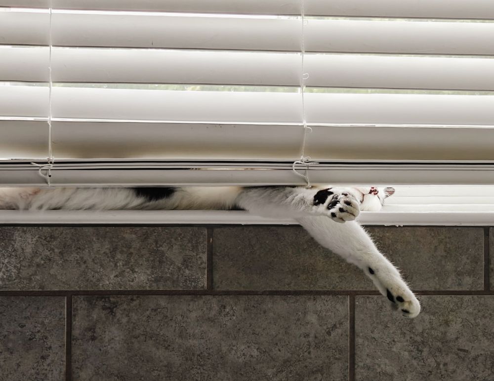 A male, black and white tuxedo cat asleep on a window sill, only partially visible from under slatted white blinds. His tummy is fluffy white and his two outstretched front paws are also all white, except for his black toe beans. 
A close up look at his sleepy face will reveal four black spots on his pink nose. 