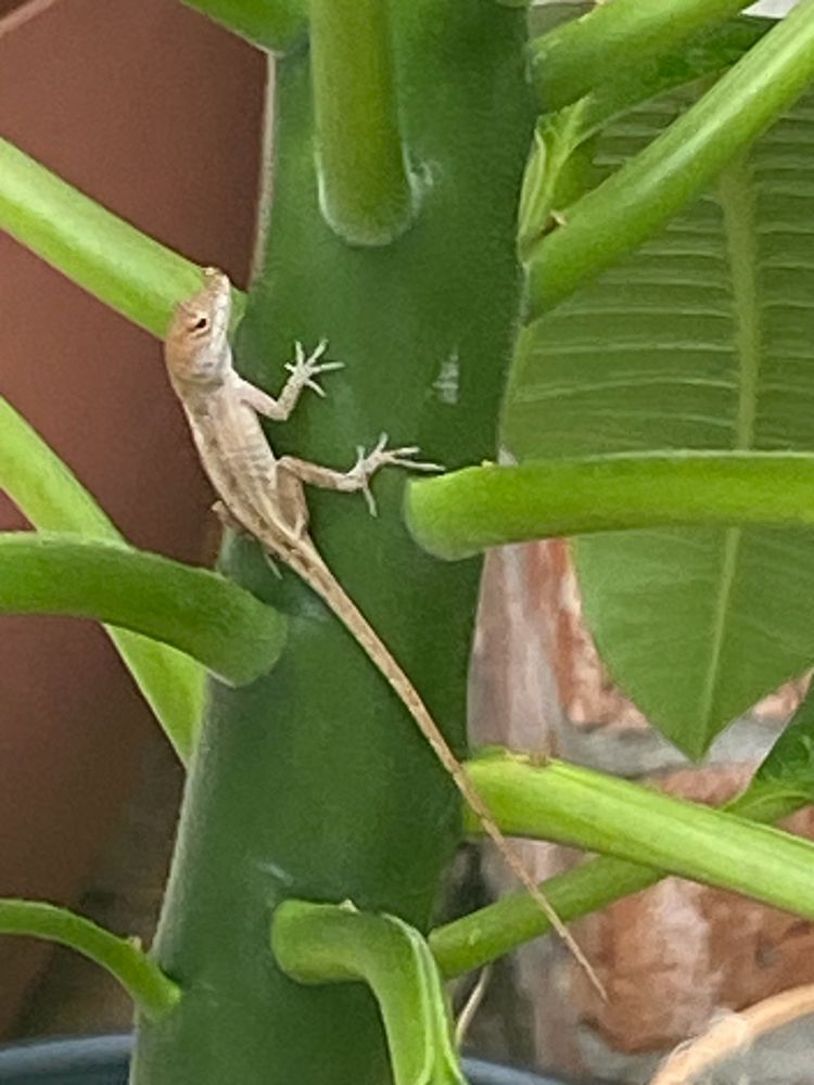 A brown lizard on a plumeria stalk. 