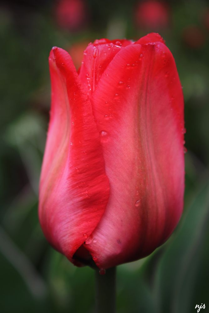 A red tulip with little raindrops on it 
