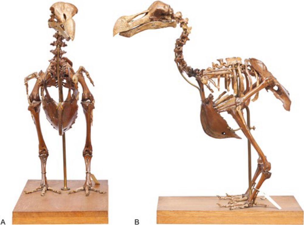 The systematics and nomenclature of the Dodo and the Solitaire (Aves: Columbidae), and an overview of columbid family-group nomina