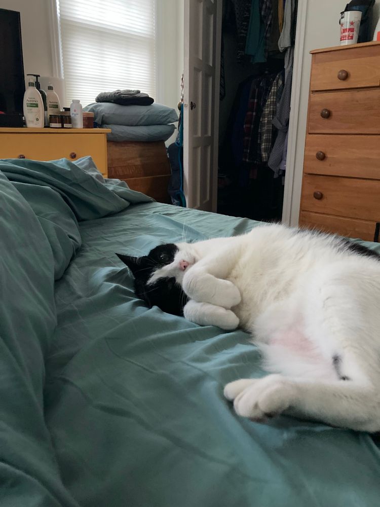 A tuxedo cat requesting belly rubs