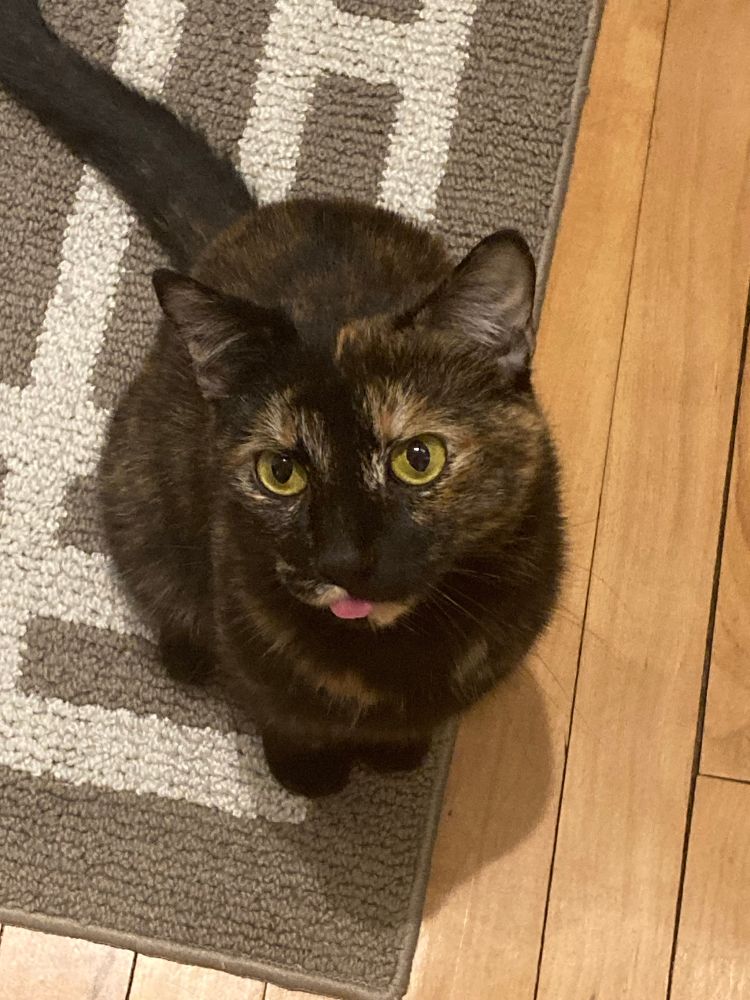Sabine, a tortious shell cat, with a blep