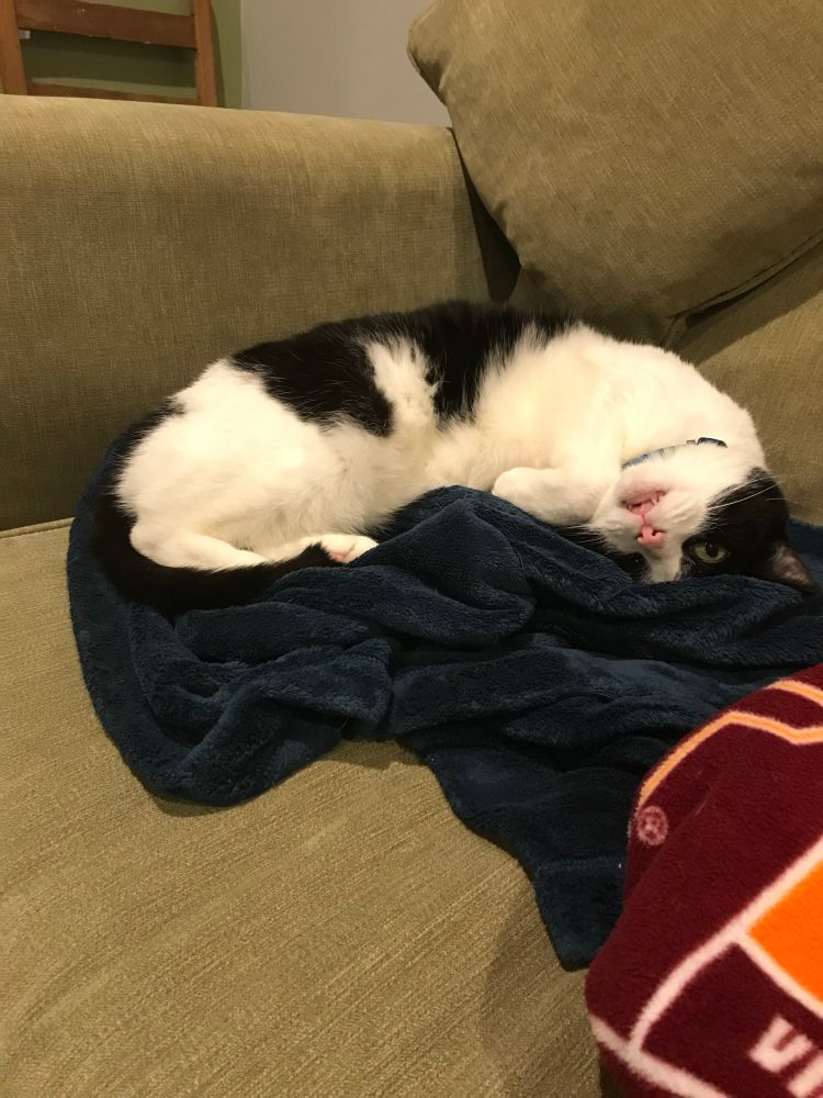 Minerva, a tuxedo cat, laying on her back
