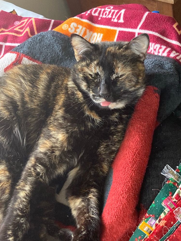 Tortoiseshell cat doing a blep