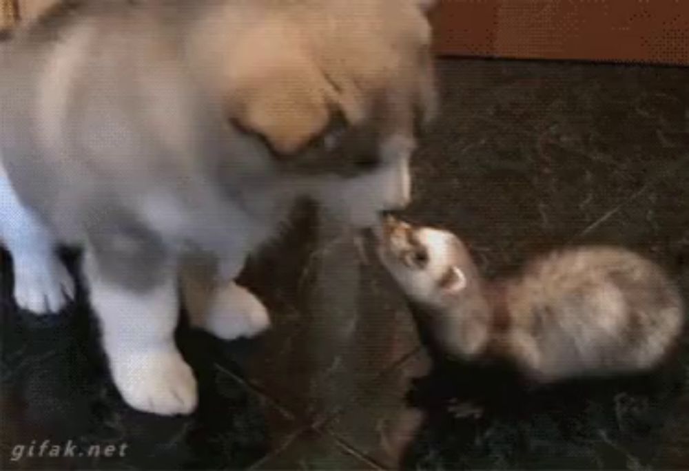 a husky puppy and a ferret are playing with each other on the floor .