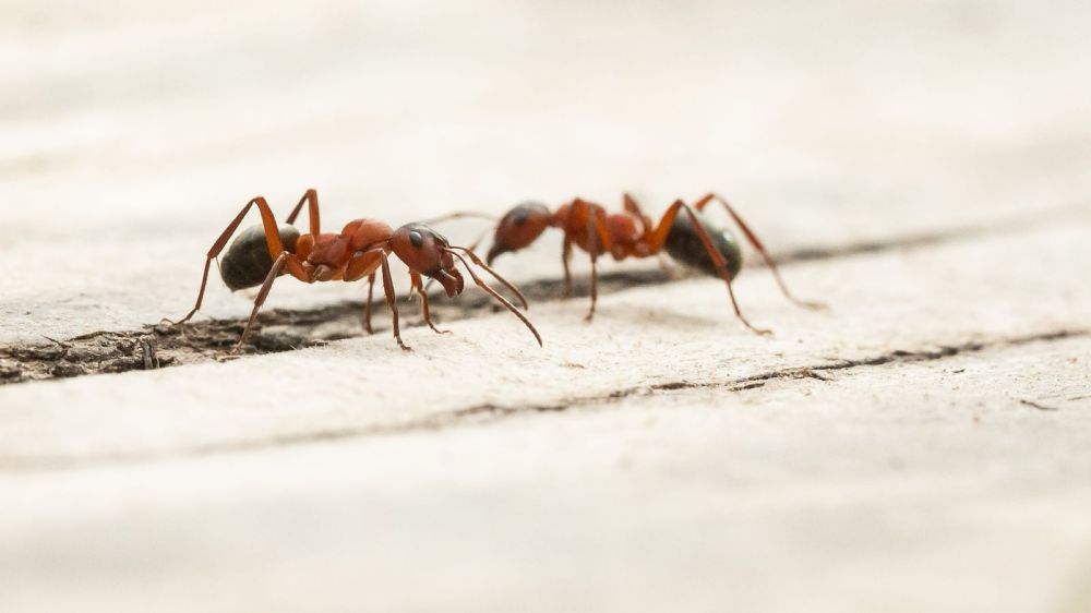 Kampf gegen Ameisen endet in Spezialklinik